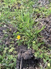 Oxalis corniculata