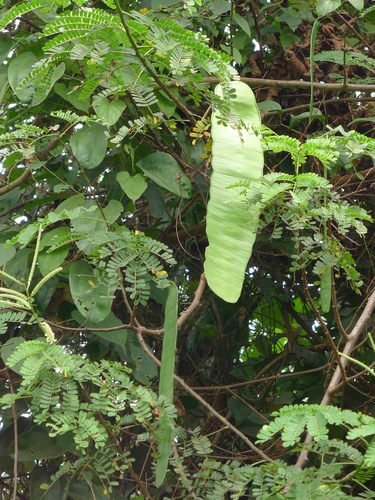 Entada mannii
