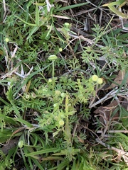 Cotula australis