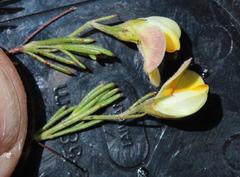 Aspalathus bracteata