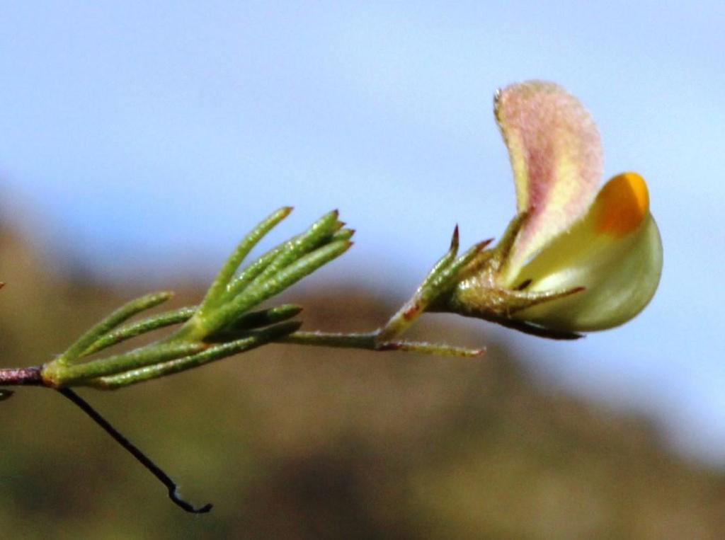 Stalked Capegorses
