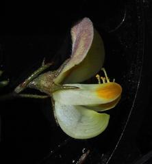 Aspalathus bracteata