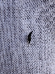 Staphylinidae