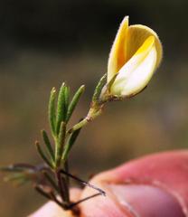 Aspalathus bracteata