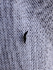 Staphylinidae