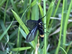 Psichotoe duvaucelii