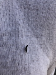 Staphylinidae