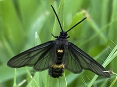 Psichotoe duvaucelii