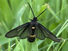 Psichotoe duvaucelii