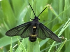 Psichotoe duvaucelii