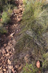 Aspalathus bracteata