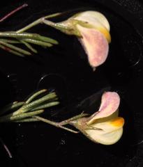 Aspalathus bracteata