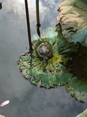 Trachemys scripta elegans