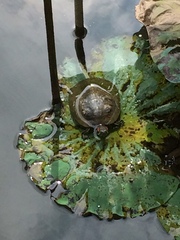 Trachemys scripta elegans