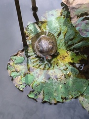 Trachemys scripta elegans