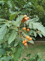 Scandosorbus