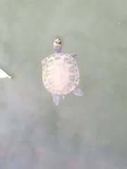 Trachemys scripta elegans