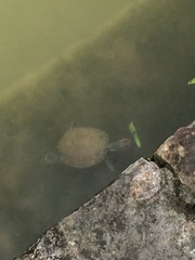 Trachemys scripta elegans