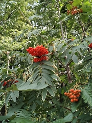 Scandosorbus