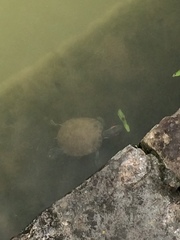 Trachemys scripta elegans