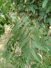 Scandosorbus