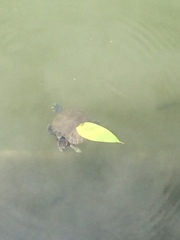 Trachemys scripta elegans