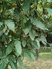 Scandosorbus