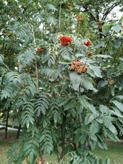 Scandosorbus
