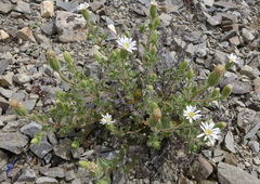 Vittadinia australis