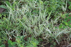 Phalaris arundinacea picta