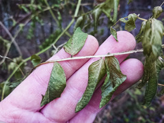 Vicia dumetorum