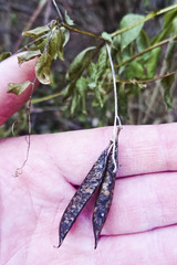 Vicia dumetorum