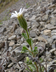 Vittadinia australis