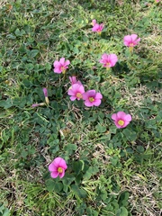 Oxalis purpurea