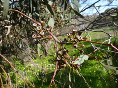 Eucalyptus microcarpa