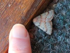 Drepanogynis miltophyris