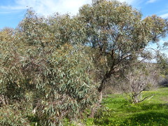 Eucalyptus microcarpa