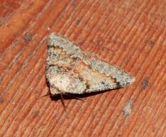Drepanogynis miltophyris