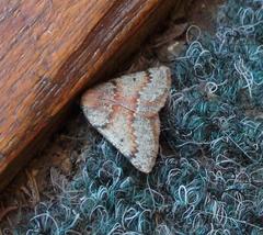 Drepanogynis miltophyris