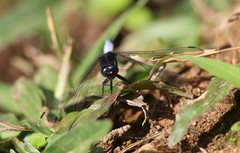Orthetrum microstigma