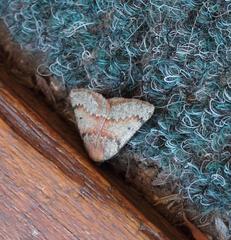 Drepanogynis miltophyris