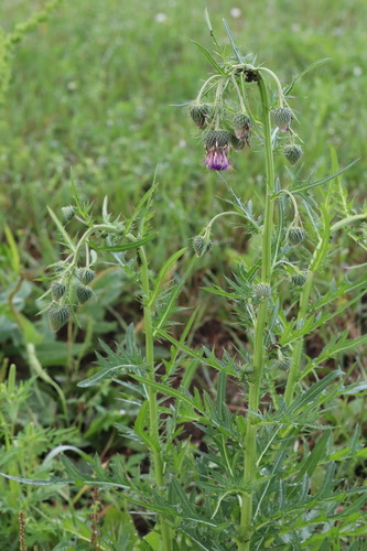 Image of Cirsium pendulum by (c) Nina Filippova, some rights reserved (CC BY)