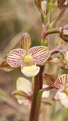 Eulophia clitellifera