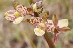 Eulophia clitellifera