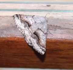 Drepanogynis insolens