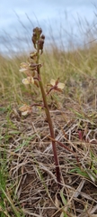 Eulophia clitellifera