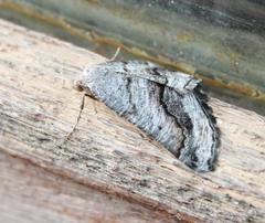 Drepanogynis insolens