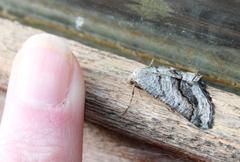 Drepanogynis insolens