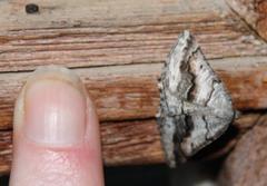 Drepanogynis insolens