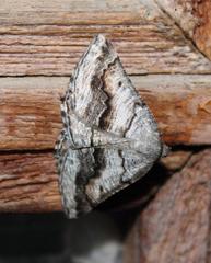 Drepanogynis insolens